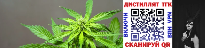 omg как войти  Богучар  Дистиллят ТГК THC oil 